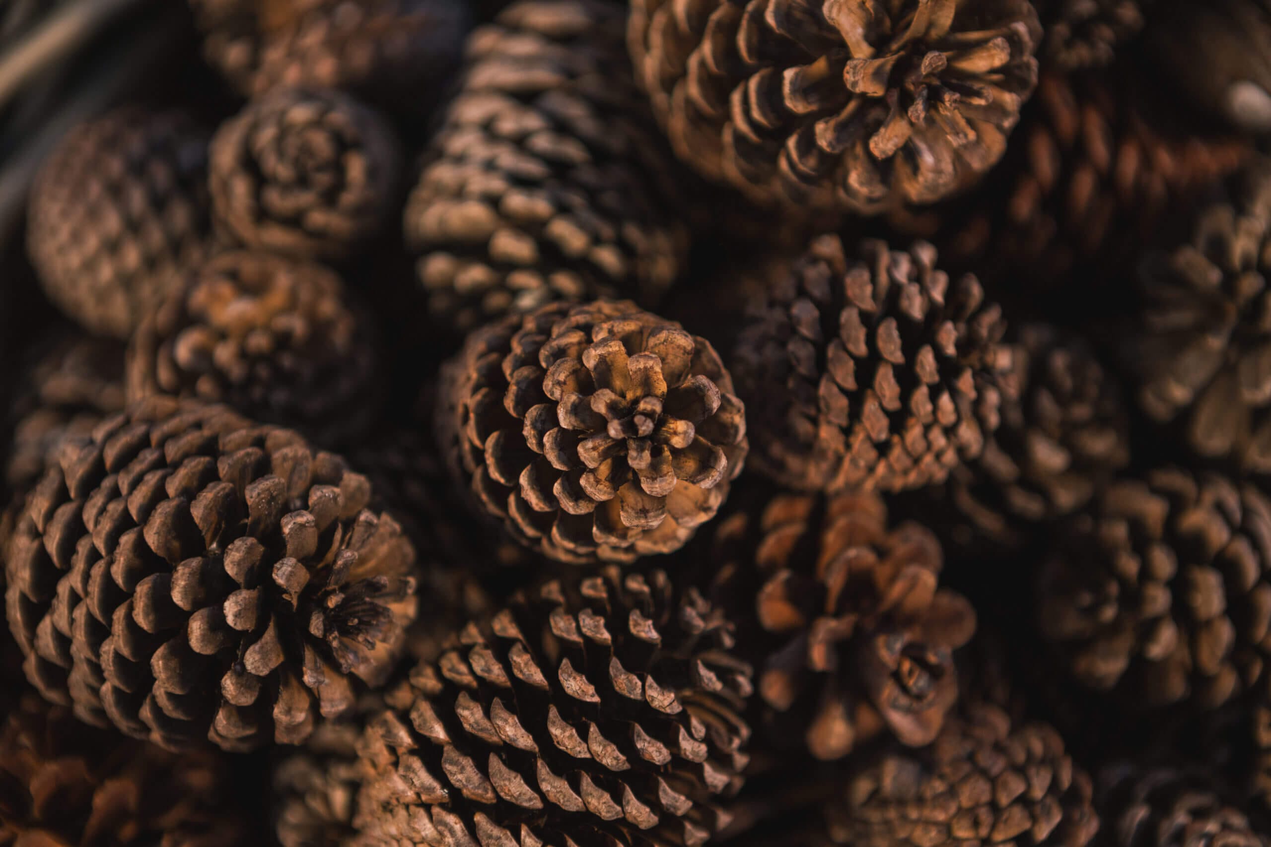 Fibonacci número áureo en la naturaleza